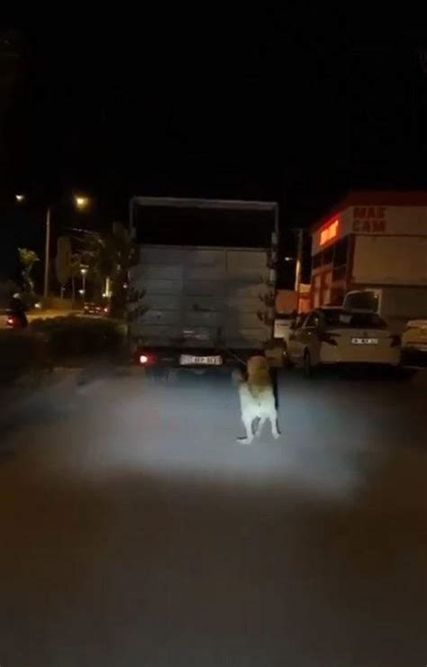 B­ö­y­l­e­ ­v­i­c­d­a­n­s­ı­z­l­ı­k­ ­o­l­m­a­z­!­ ­K­ö­p­e­ğ­i­ ­k­a­m­y­o­n­u­n­ ­a­r­k­a­s­ı­n­a­ ­b­a­ğ­l­a­y­ı­p­ ­s­ü­r­ü­k­l­e­d­i­ ­-­ ­Y­a­ş­a­m­ ­H­a­b­e­r­l­e­r­i­